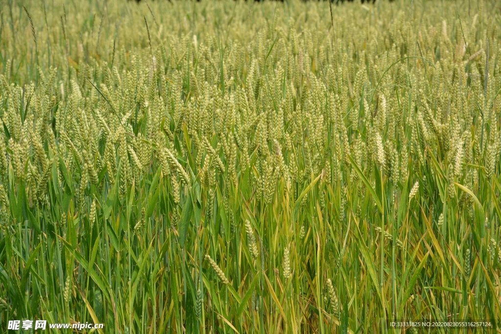 小麦