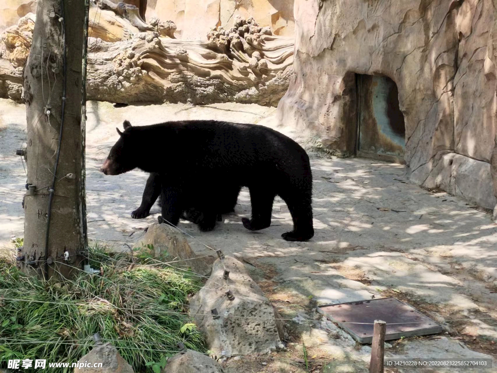 狗熊