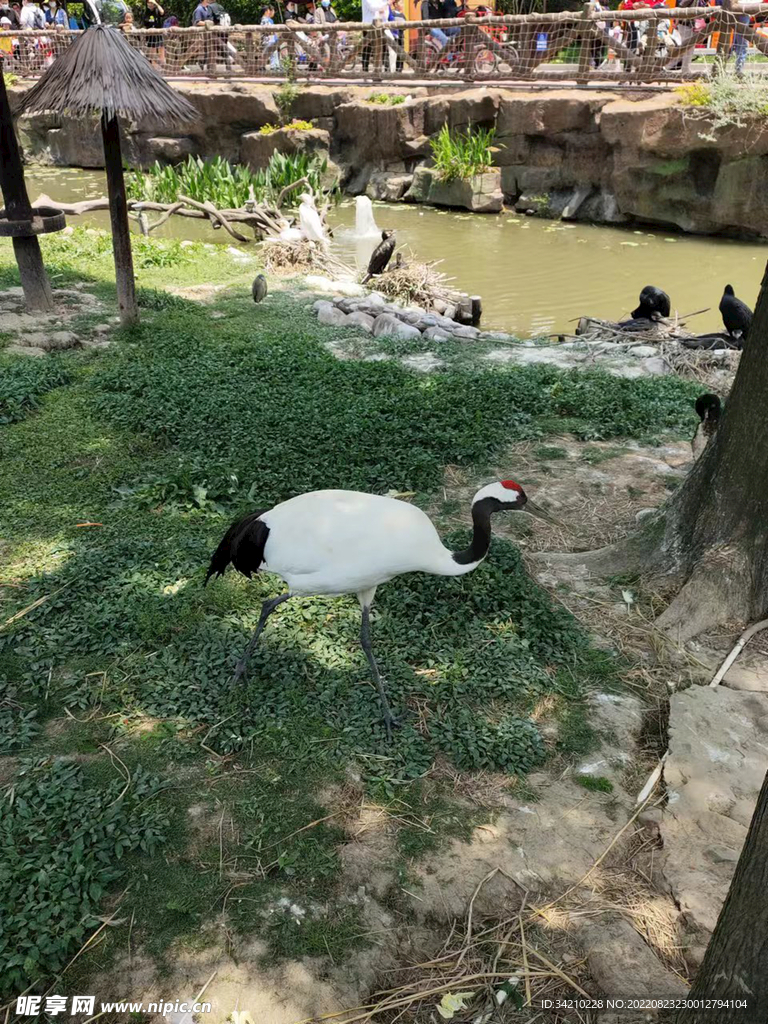 白鹤