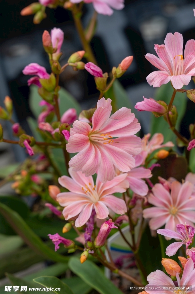 露薇花