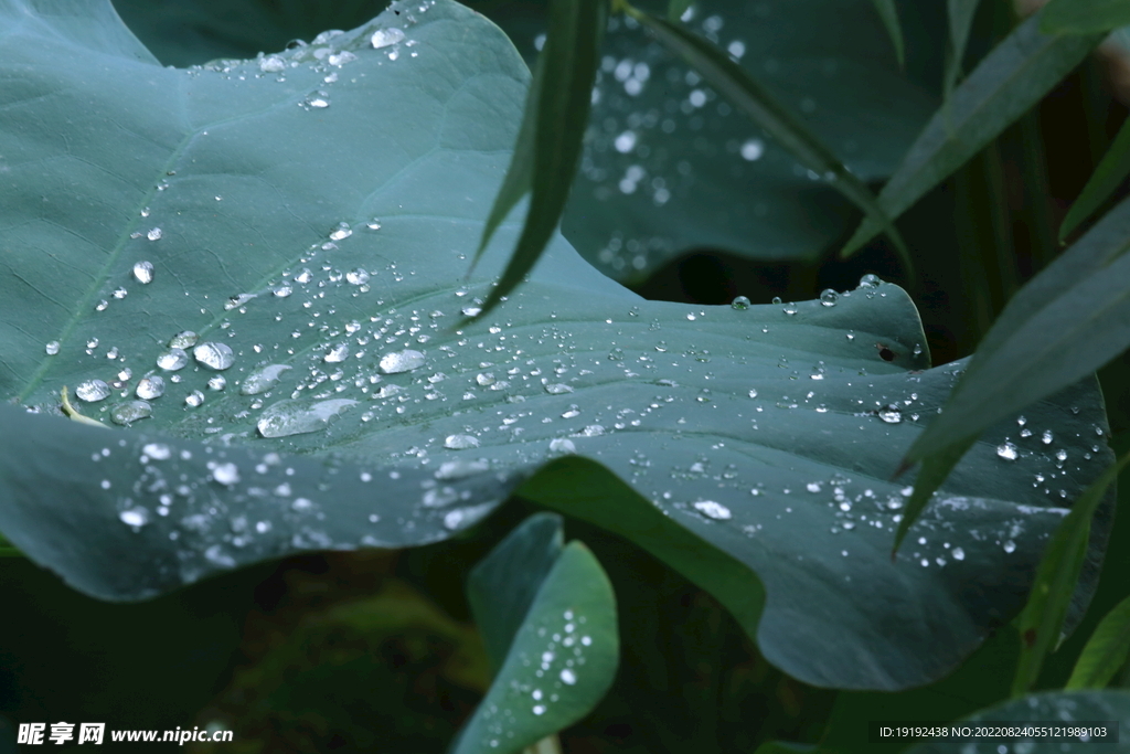 雨露荷叶