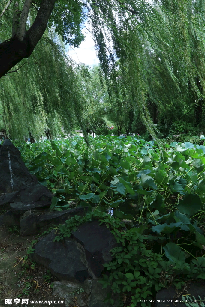 荷塘风景 