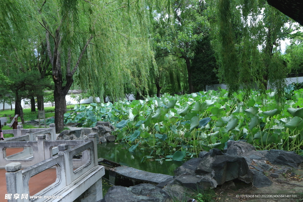 荷塘风景 