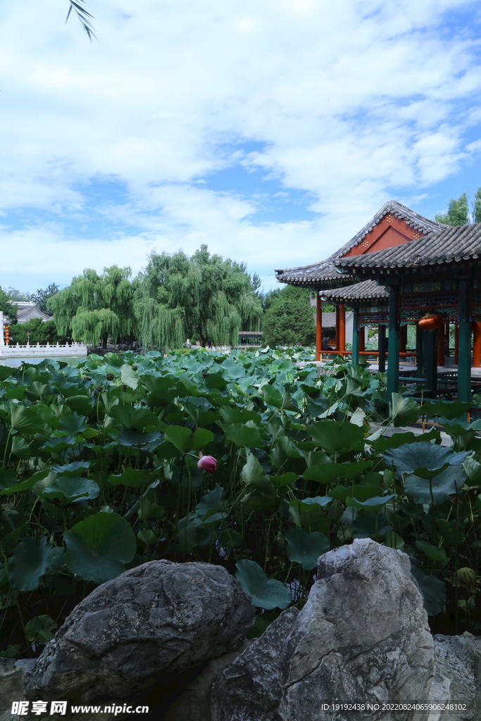 荷塘风景 