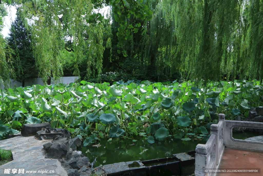 荷塘风景 