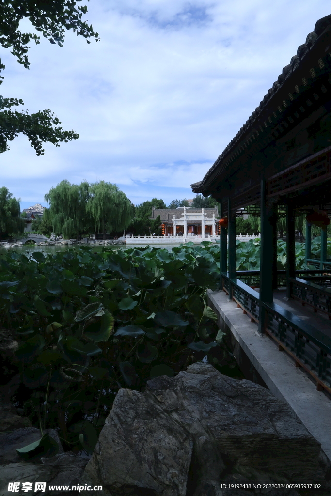 荷塘风景 
