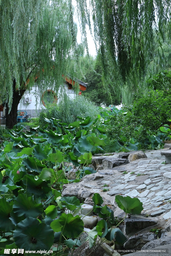 荷塘风景 