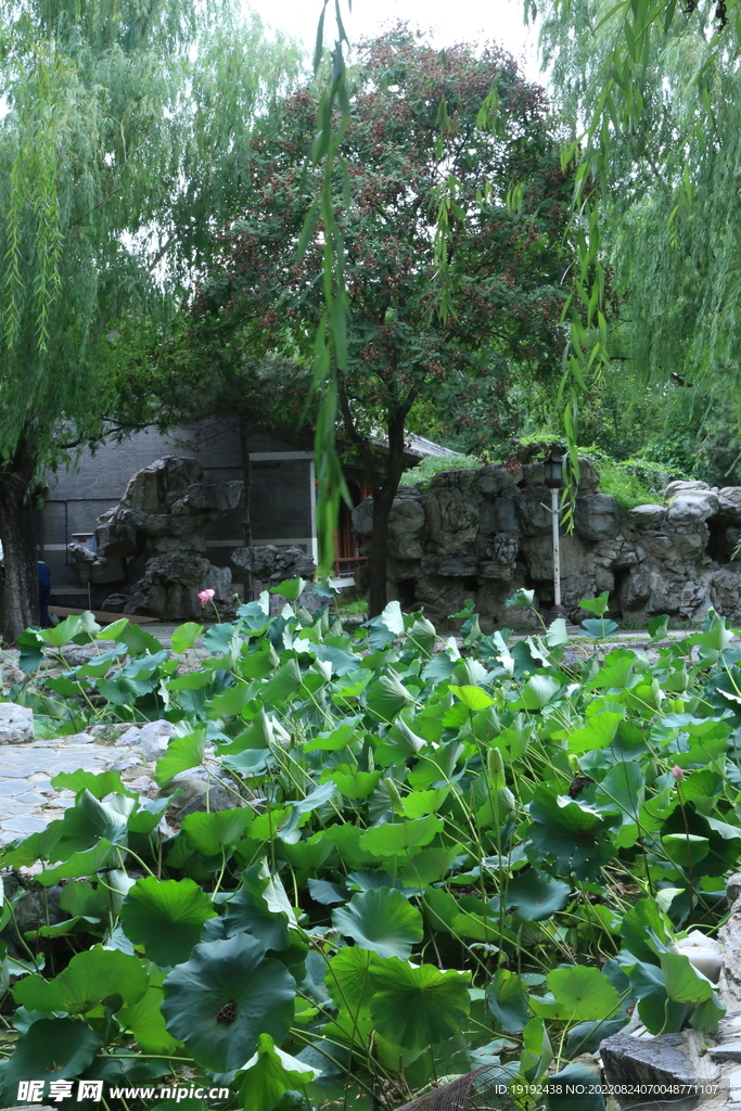 荷塘风景 