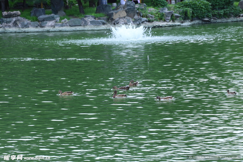 野鸭戏水 