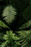 桫椤蕨类植物背景