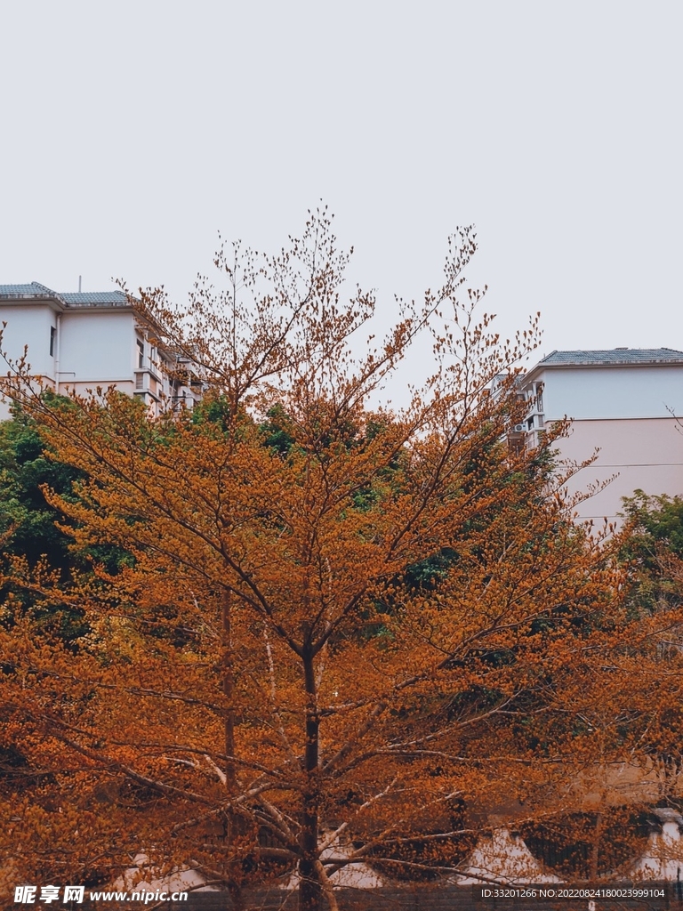 树