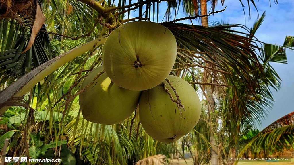 椰子
