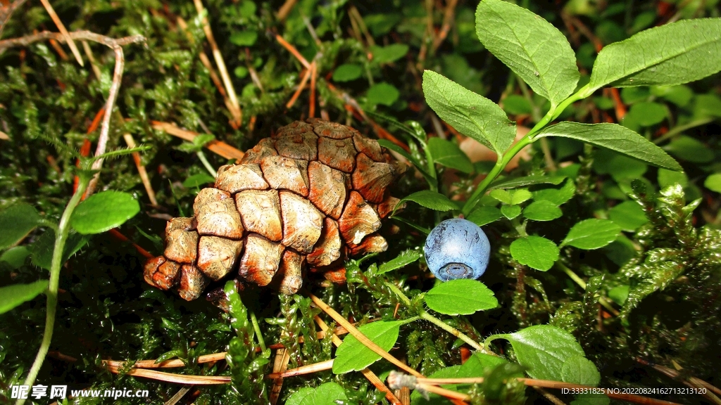 蓝莓