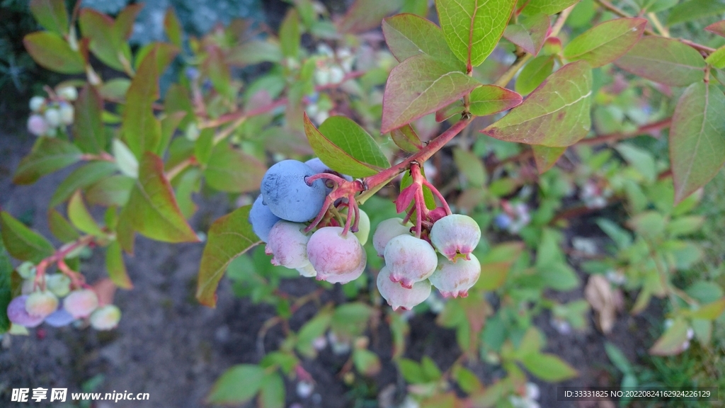 蓝莓