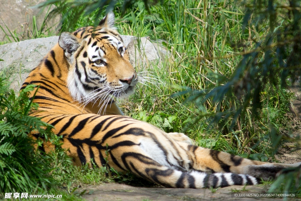 老虎