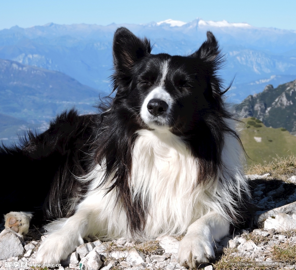 边境牧羊犬