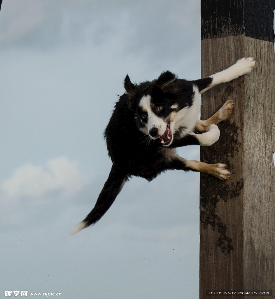 边境牧羊犬