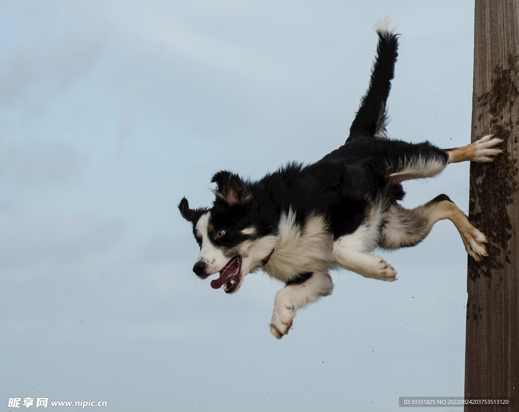 边境牧羊犬