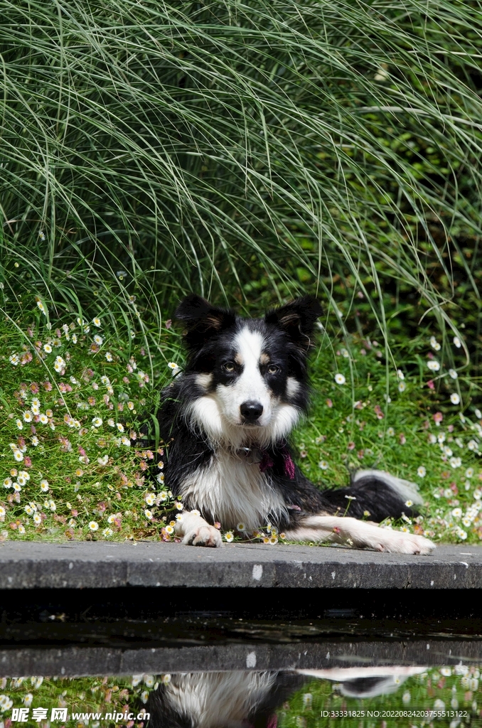 边境牧羊犬