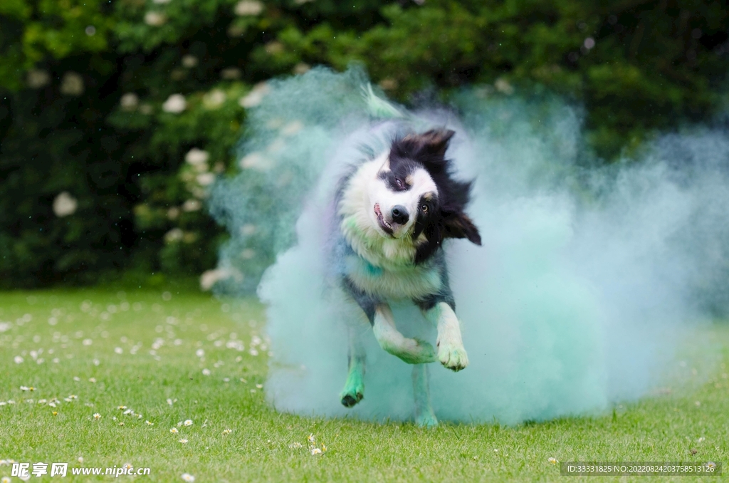 边境牧羊犬
