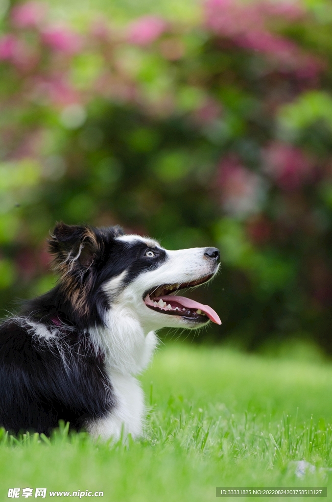 边境牧羊犬