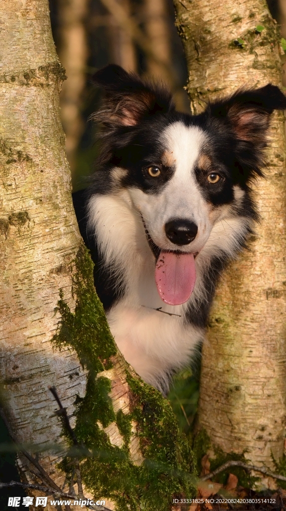 边境牧羊犬