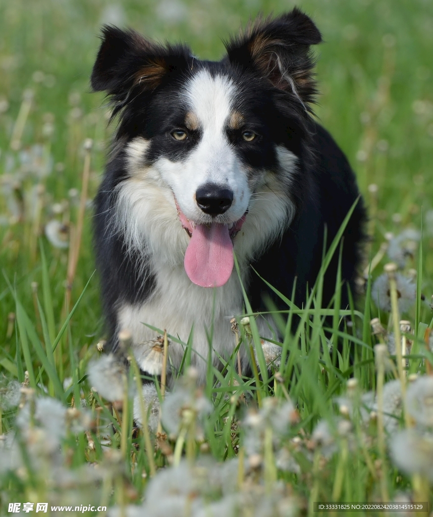 边境牧羊犬