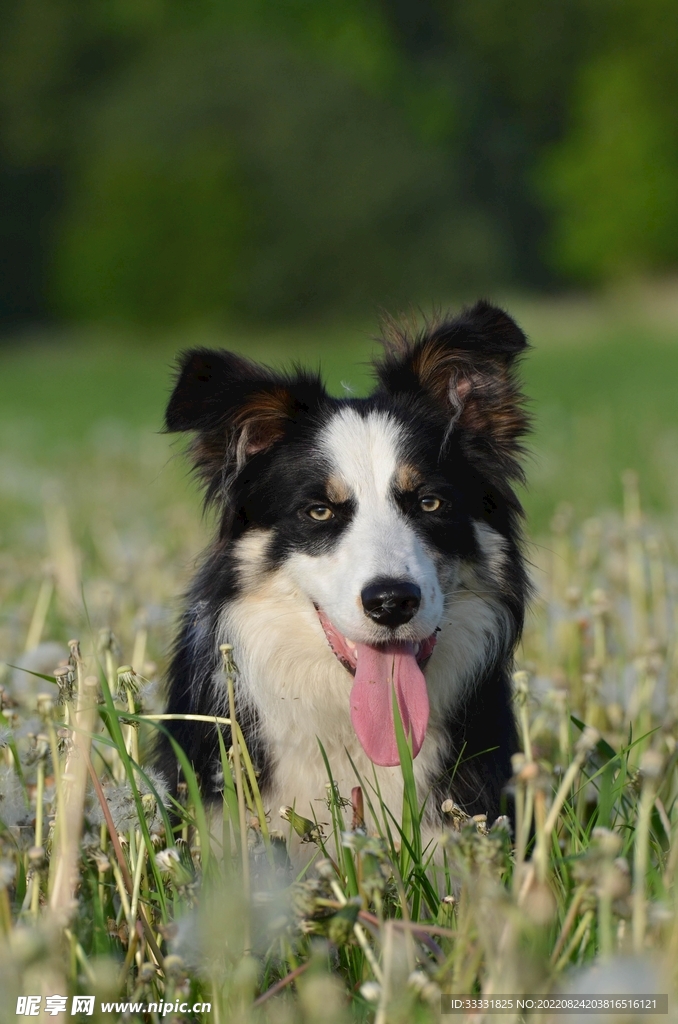 边境牧羊犬