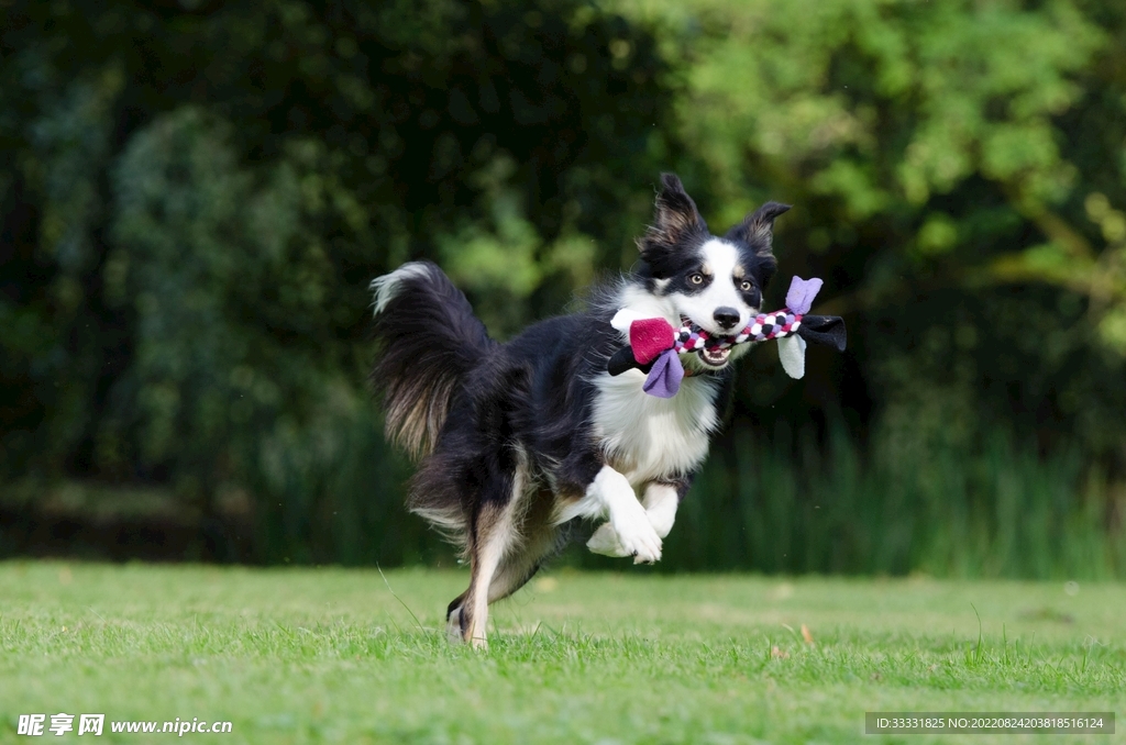 边境牧羊犬