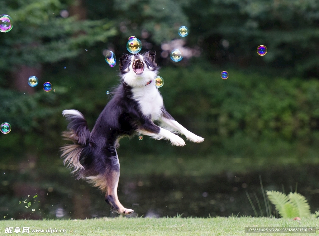 边境牧羊犬