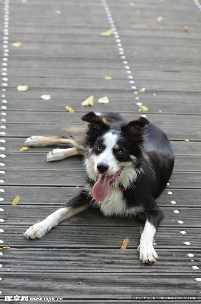 边境牧羊犬