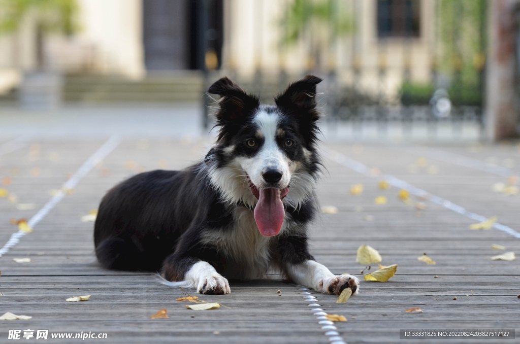 边境牧羊犬