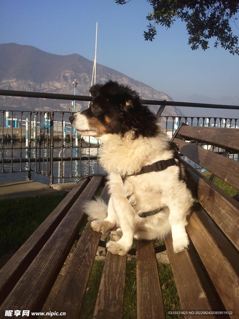 边境牧羊犬