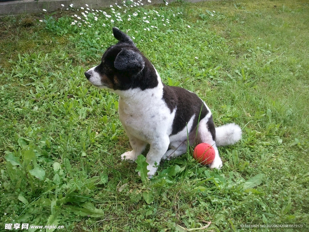 边境牧羊犬