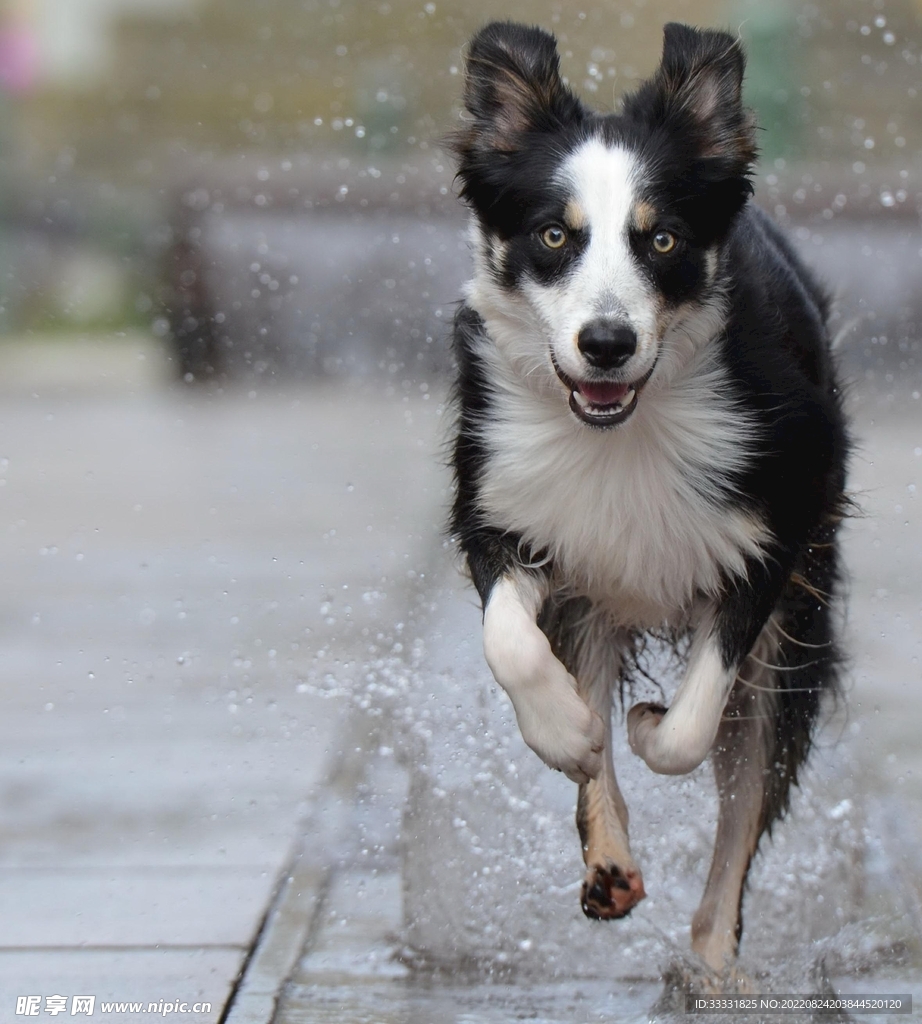 边境牧羊犬
