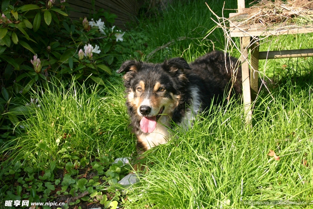 边境牧羊犬