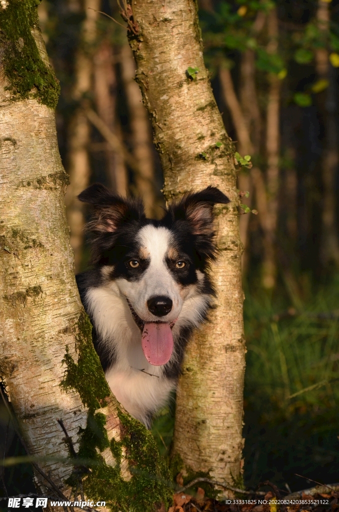 边境牧羊犬