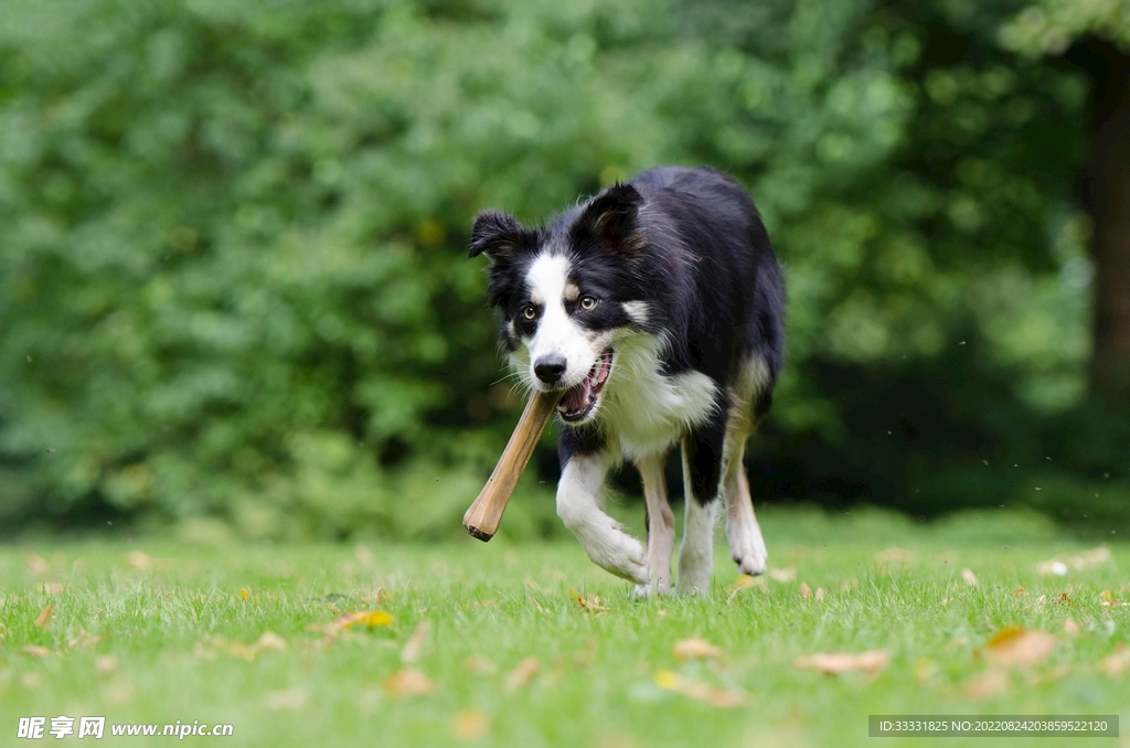 边境牧羊犬