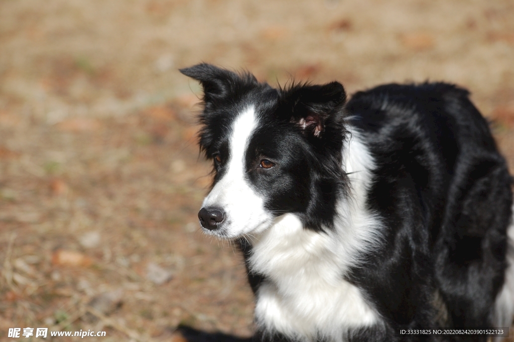 边境牧羊犬