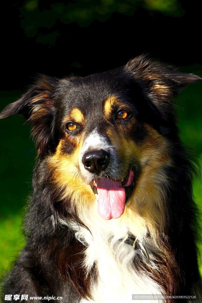 边境牧羊犬