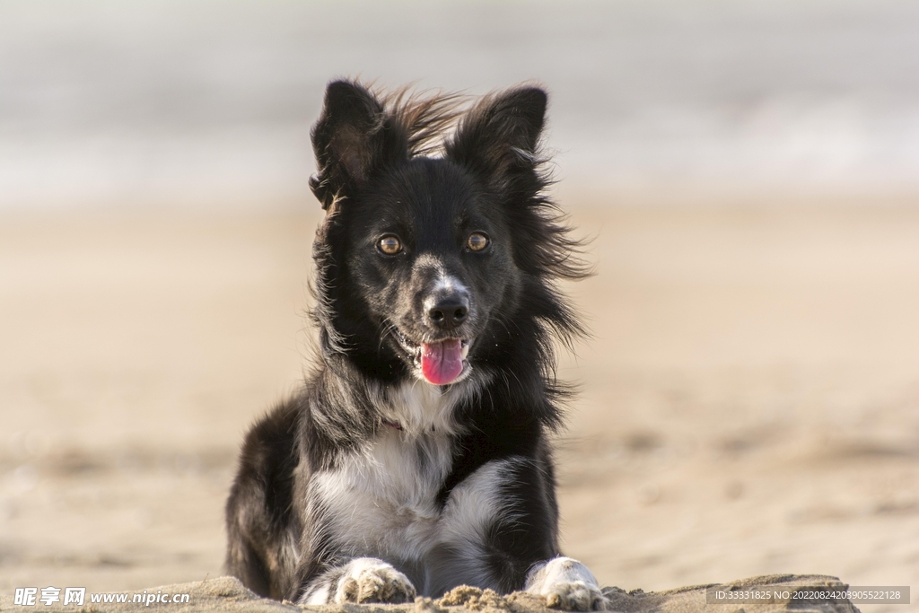 边境牧羊犬