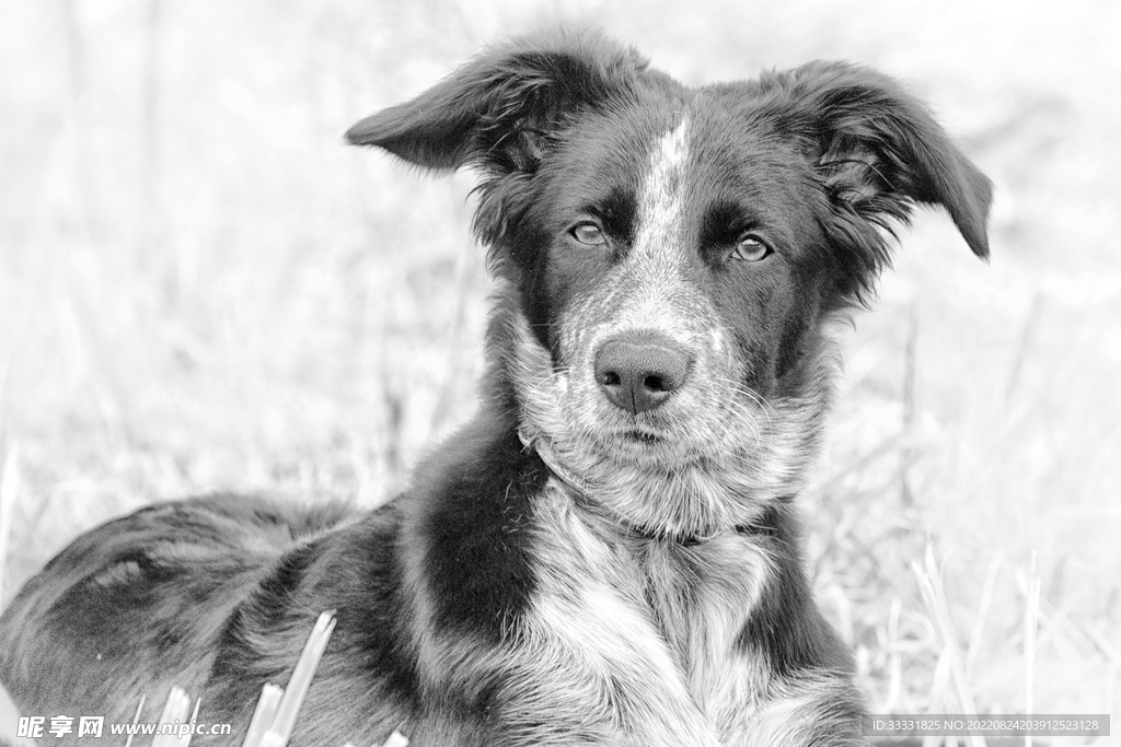 边境牧羊犬