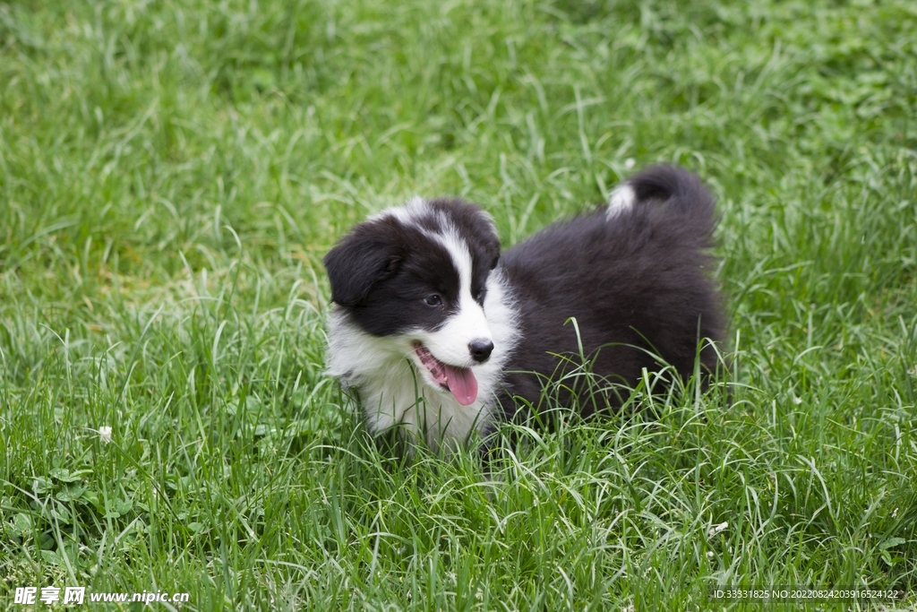 边境牧羊犬