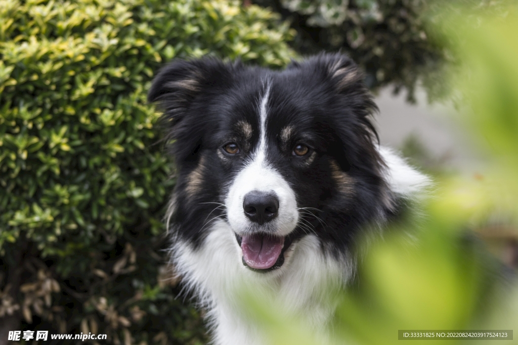 边境牧羊犬