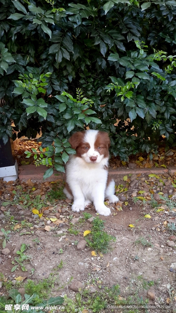 边境牧羊犬