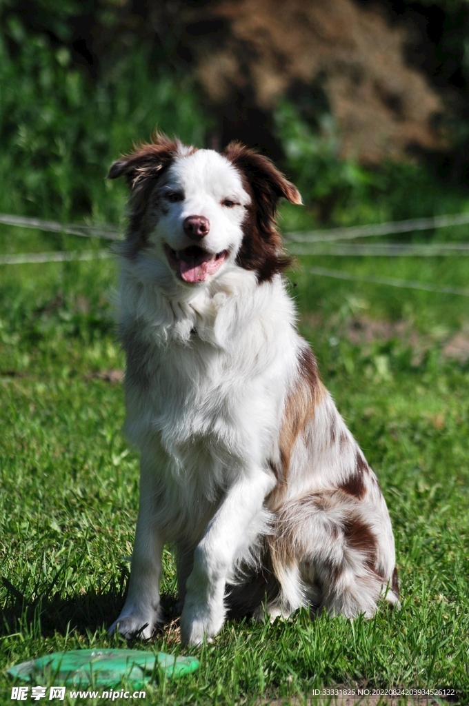 边境牧羊犬