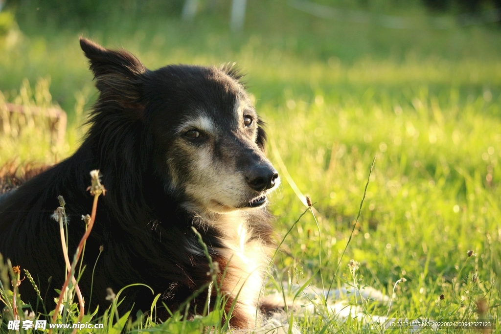 边境牧羊犬