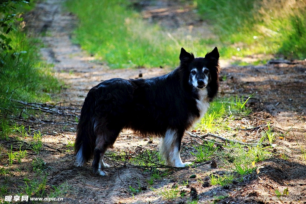 边境牧羊犬