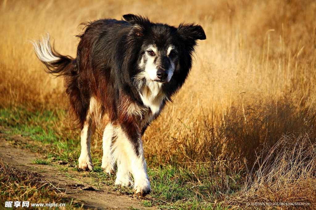 边境牧羊犬
