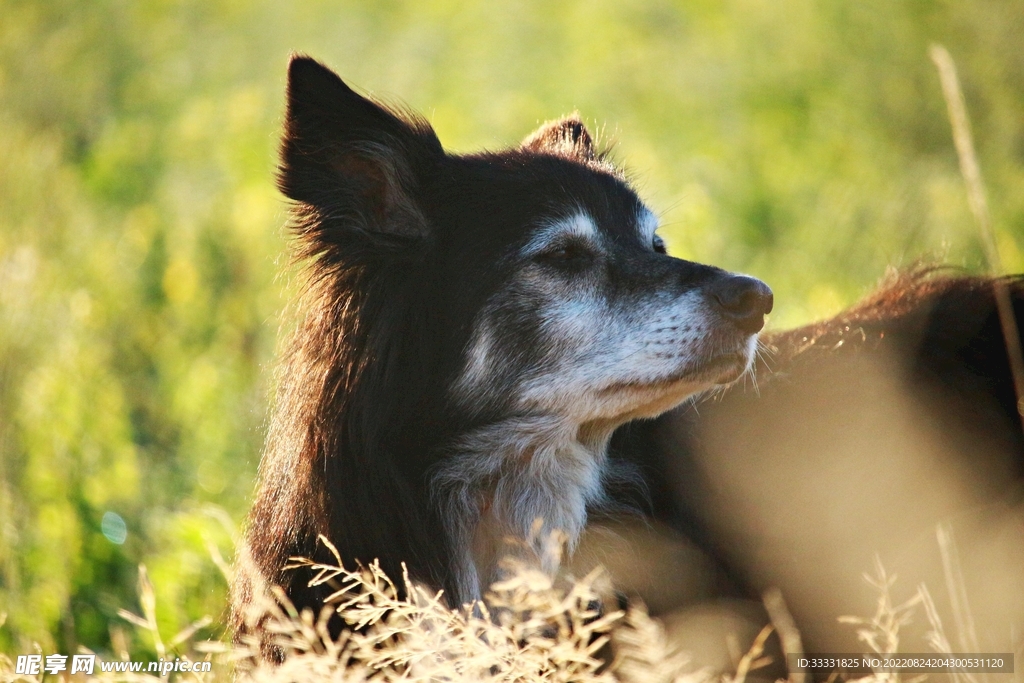 边境牧羊犬